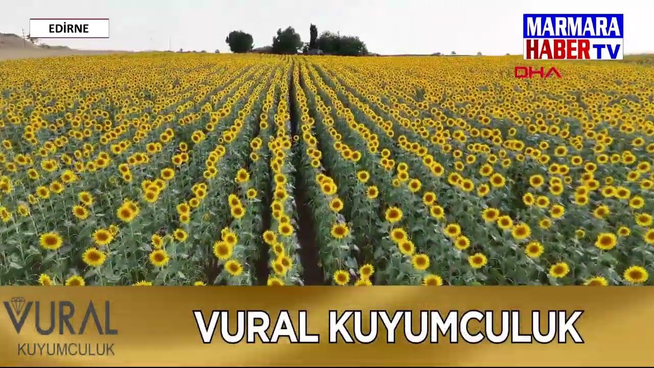 Ayçiçeği tarlaları görsel şölen sunuyor