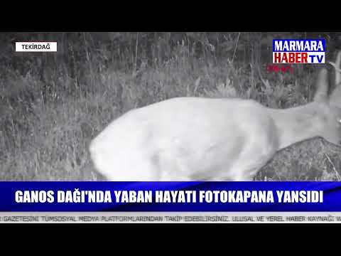 Ganos Dağı'nda yaban hayatı fotokapana yansıdı