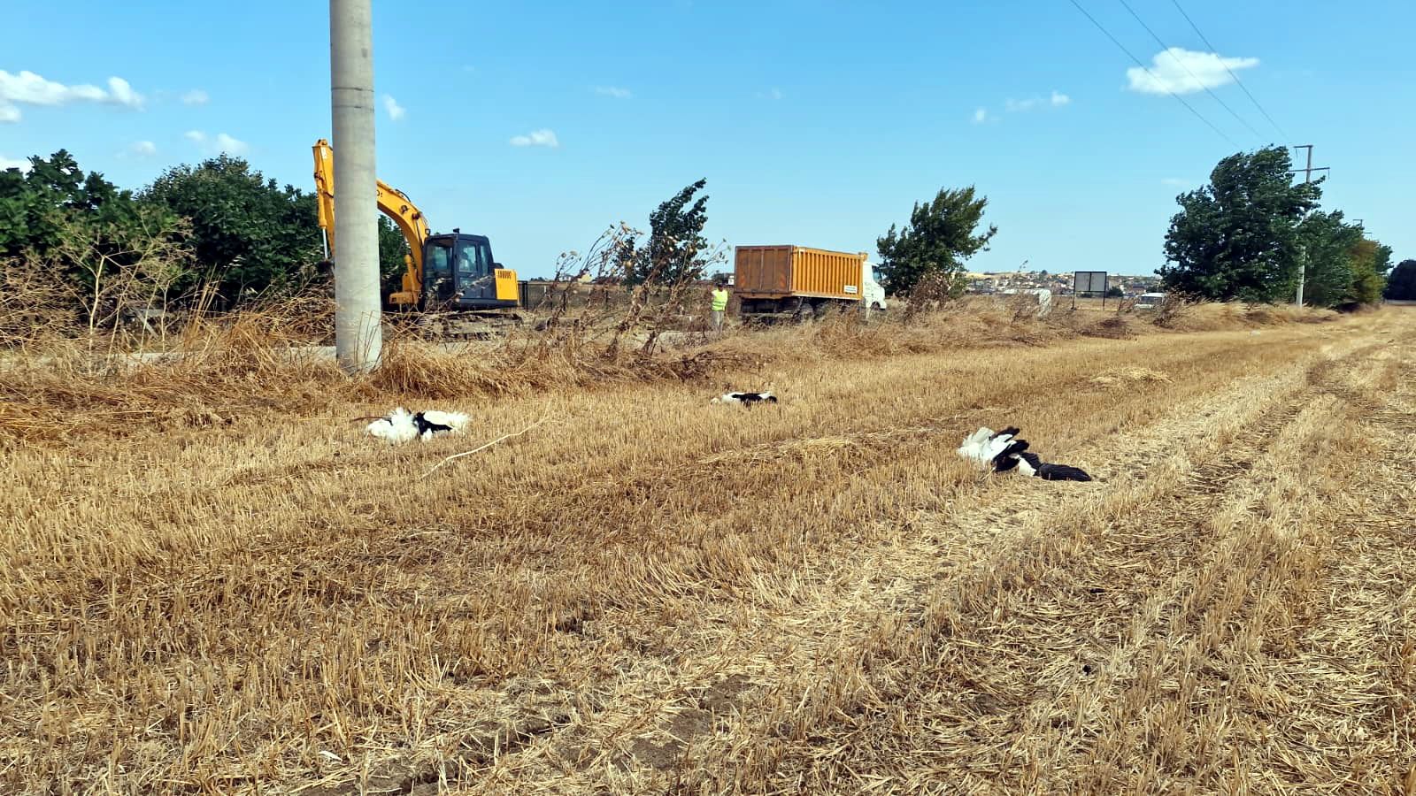 Tekirdağ’da 30 leylek akıma kapıldı