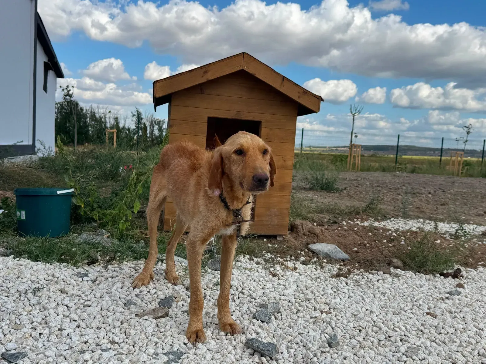 Saray Belediyesi’nden hayvanseverlere çağrı
