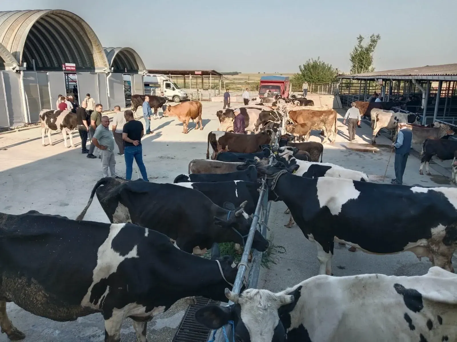 Canlı hayvan pazarı yeniden açıldı