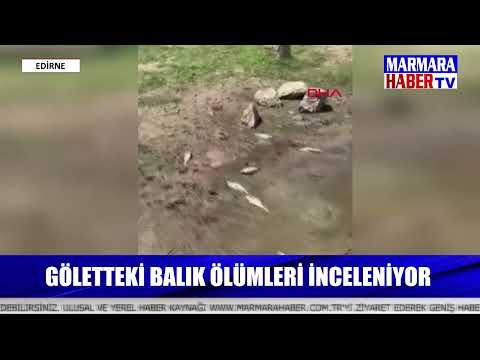 Göletteki balık ölümleri inceleniyor