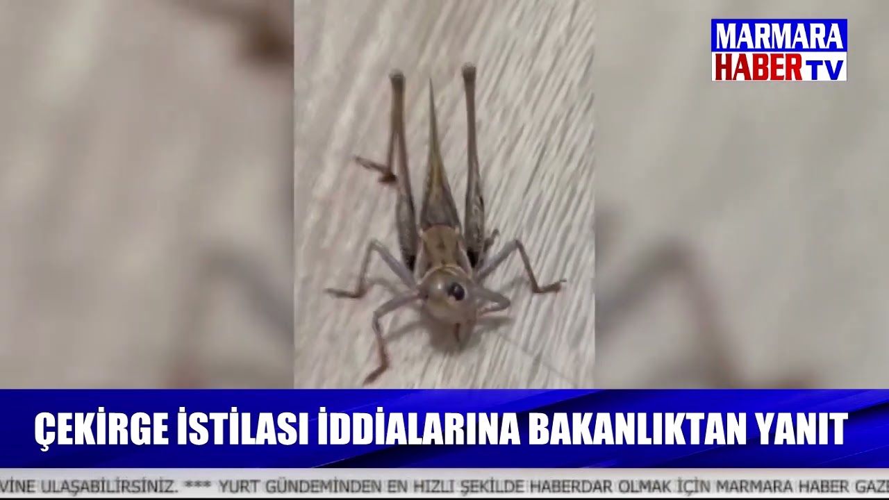 Çekirge istilası iddialarına Bakanlıktan yanıt