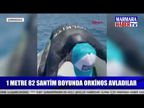 Hayalindeki balığı zıpkınla avladı