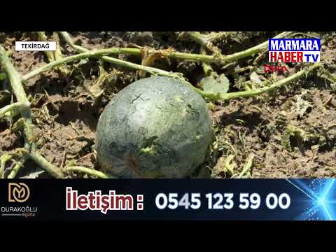 Dolu yağışı 35 bin dekar alana zarar verdi!