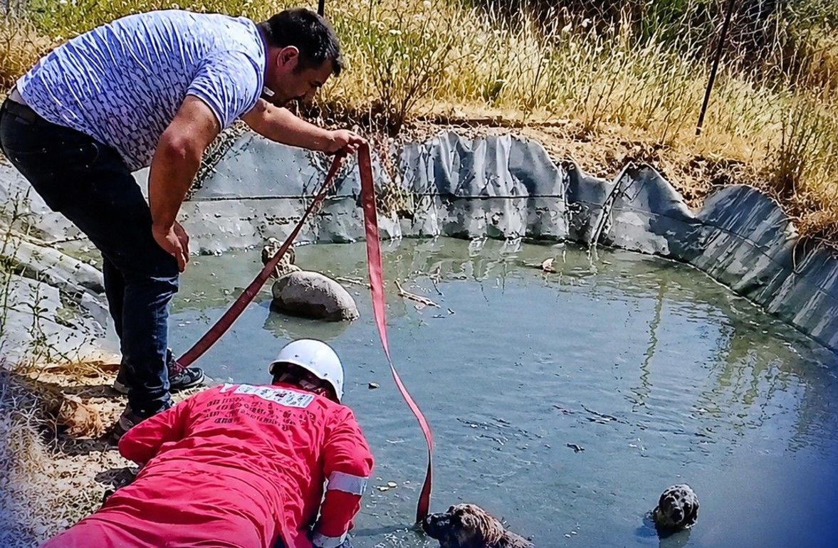 Mahsur kalan 4 köpeği vatandaşlar kurtardı