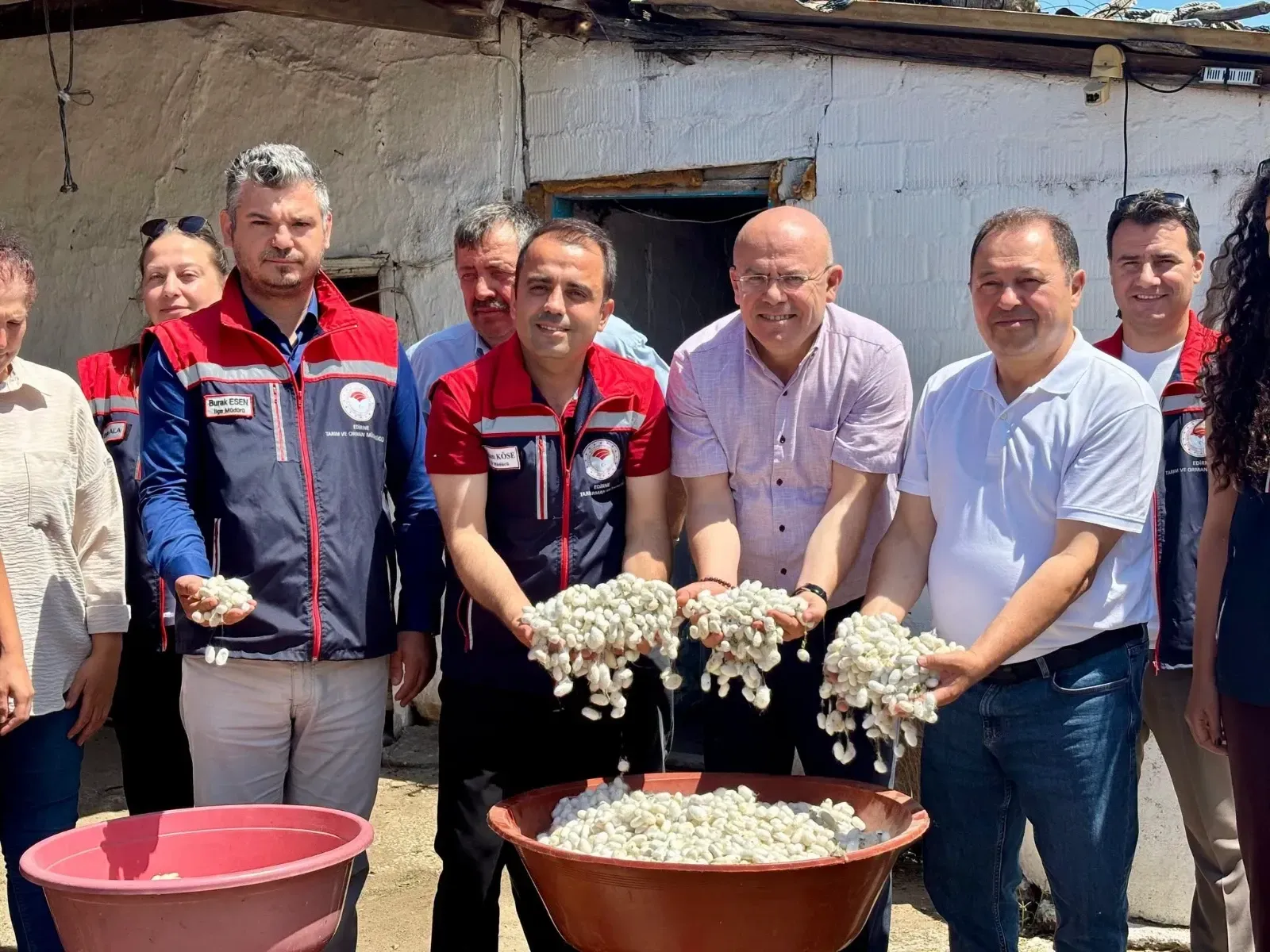 İpek böceklerinden elde edilen yaş kozaların hasadı yapıldı
