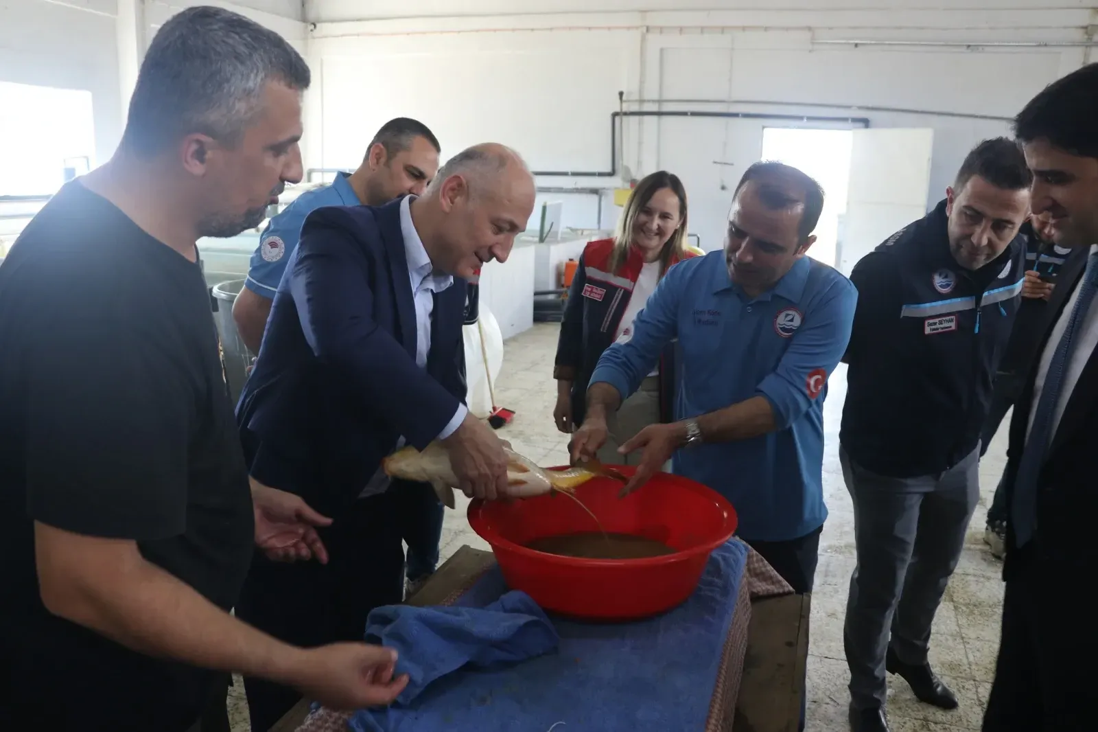 Sazan balığı yavrusu üretim çalışmaları başladı