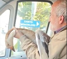 Kaz ile ilginç mücadele Buldukları kazı güvenli yere götürmek isterken saldırıya uğradı