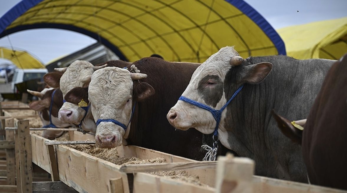 Kurban Alacaklar Dikkat! 2026 Fiyatları Belli Oldu