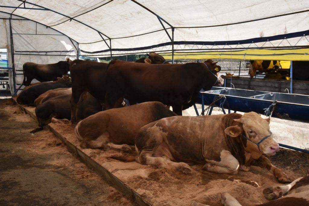 Kurban pazarı için başvurular başlıyor