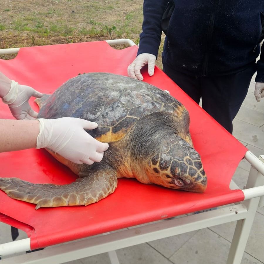 Balıkçıların ağına ölü caretta caretta takıldı
