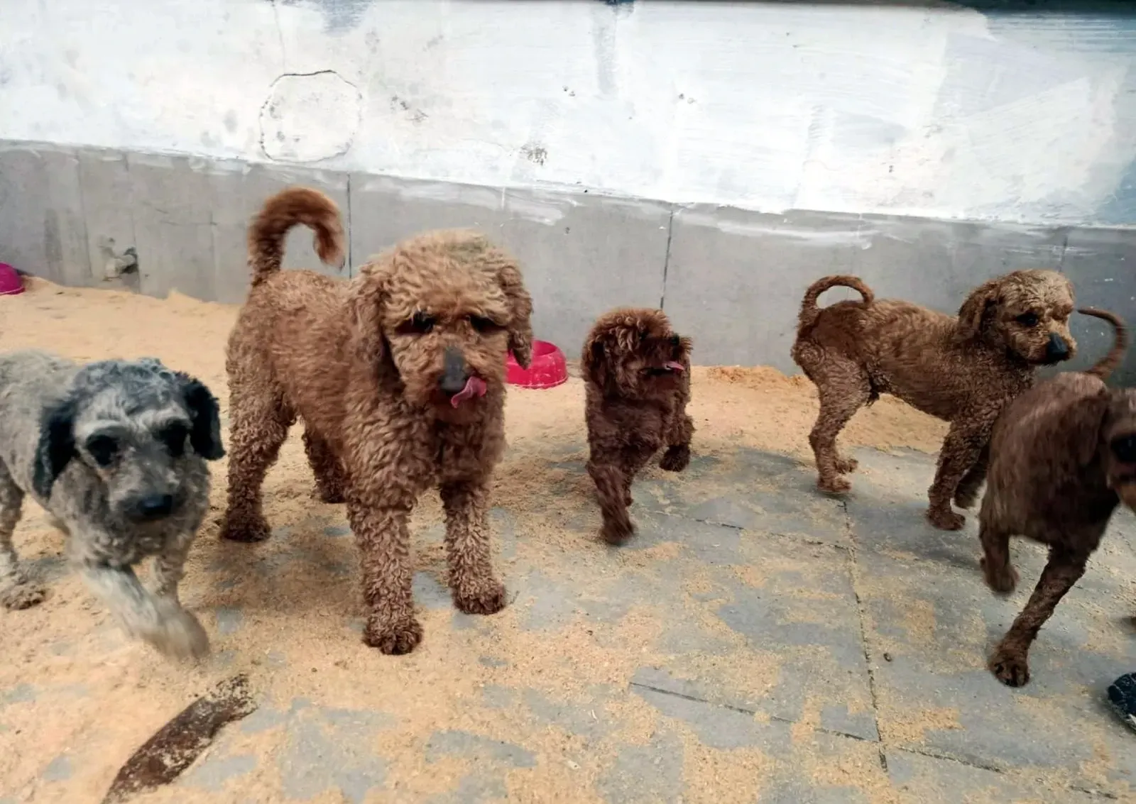 Kurtarılan köpekler yeni yuvalarına kavuştu