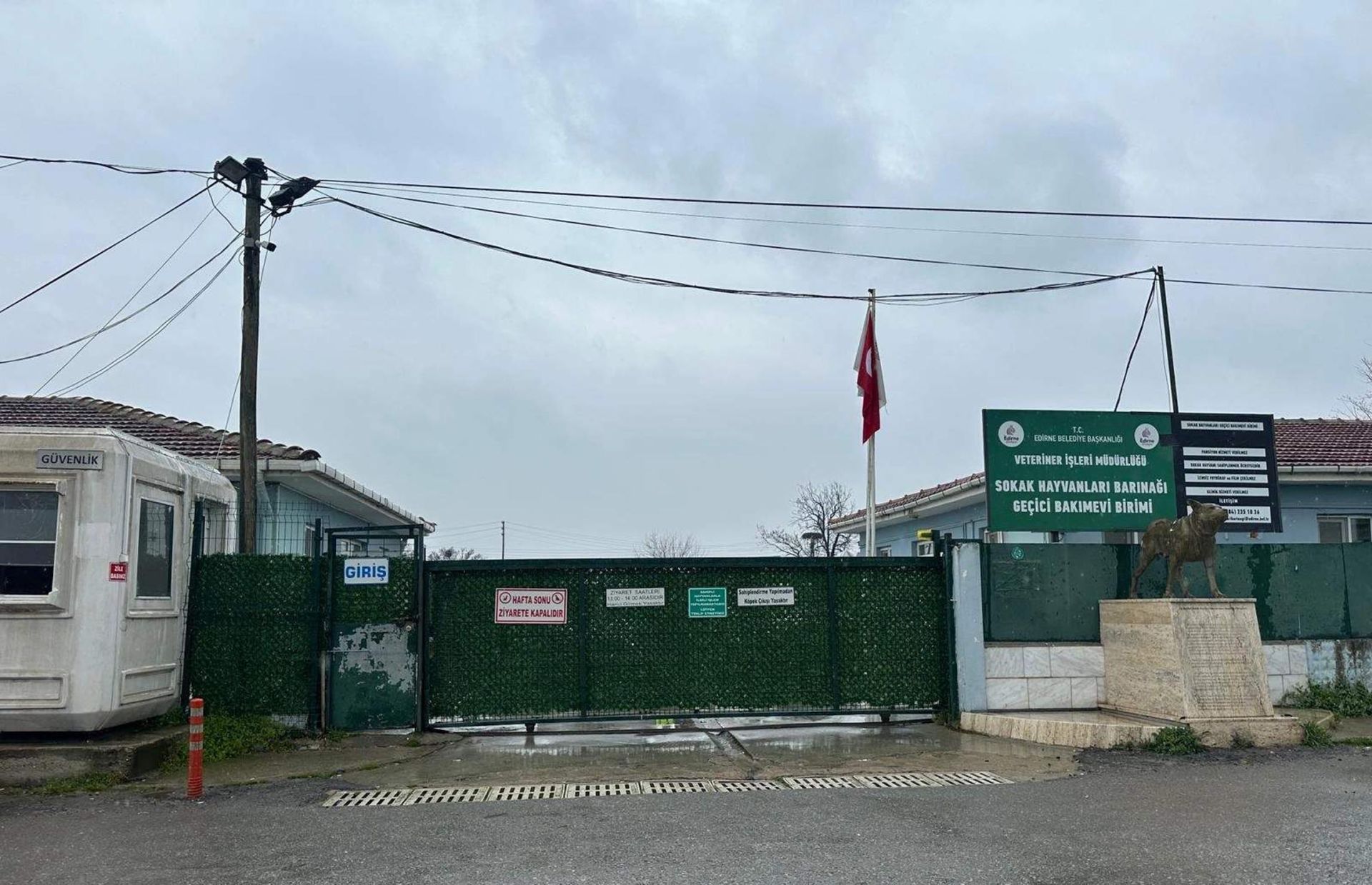 Edirne'de operasyonla 88 köpek kurtarıldı