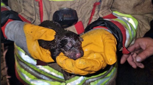 İtfaiye, yavru köpekler için seferber oldu