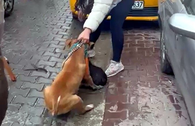 Pitbull’un saldırdığı ‘Reis’ isimli köpek, ağır yaralandı