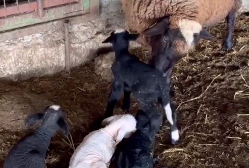 Edirne’de koyun dördüz yavruladı