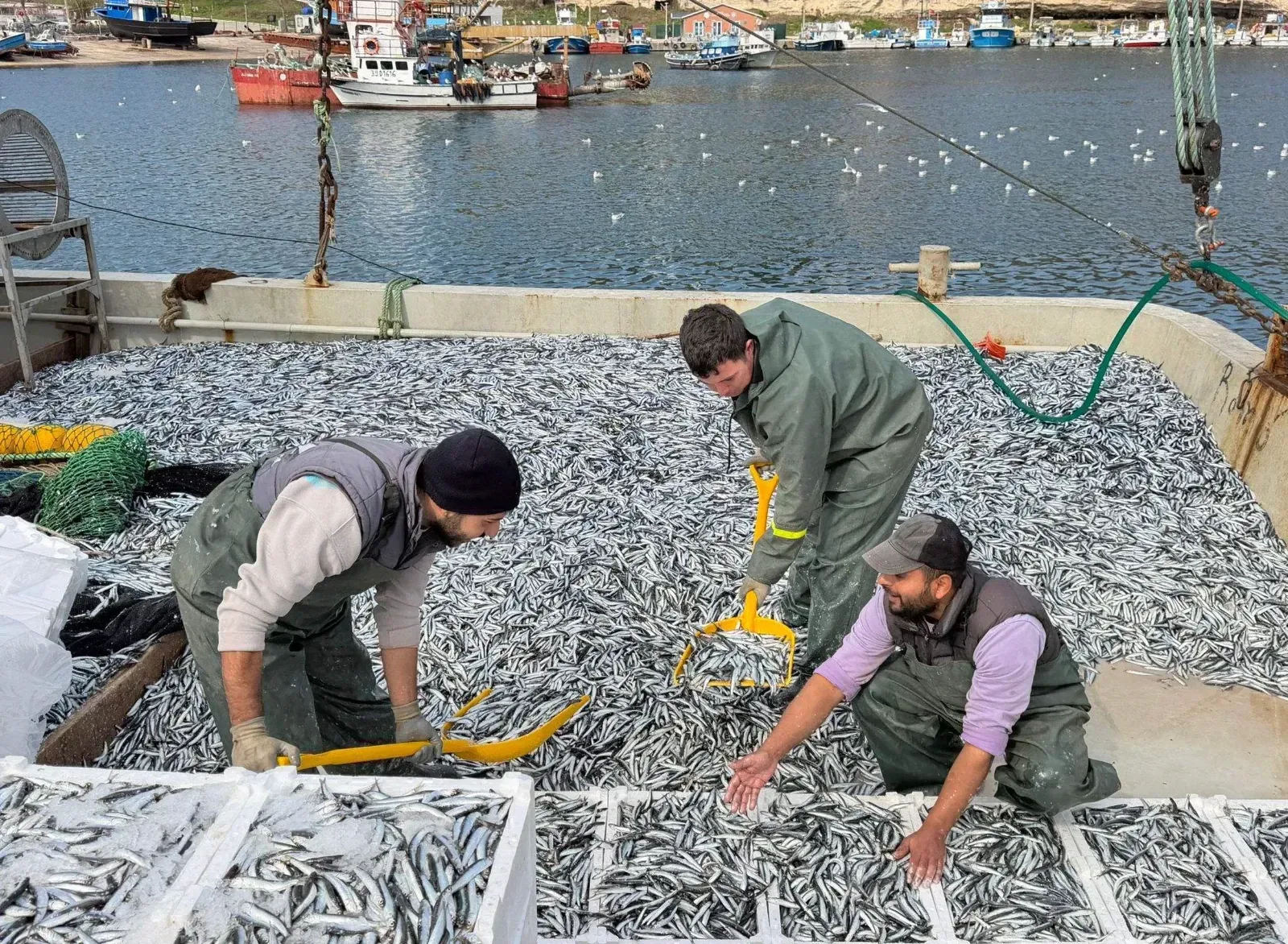 6 saatte 30 ton hamsi avladılar