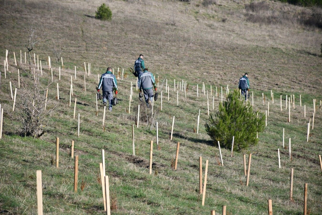 3 yılda 7 bin 761 fidan toprakla buluştu