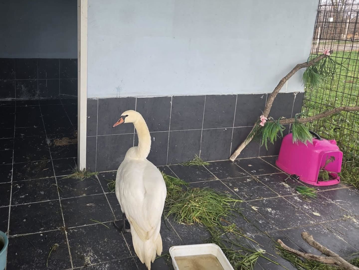 Keşan’da bitkin halde bulunan kuğu, bakıma alındı