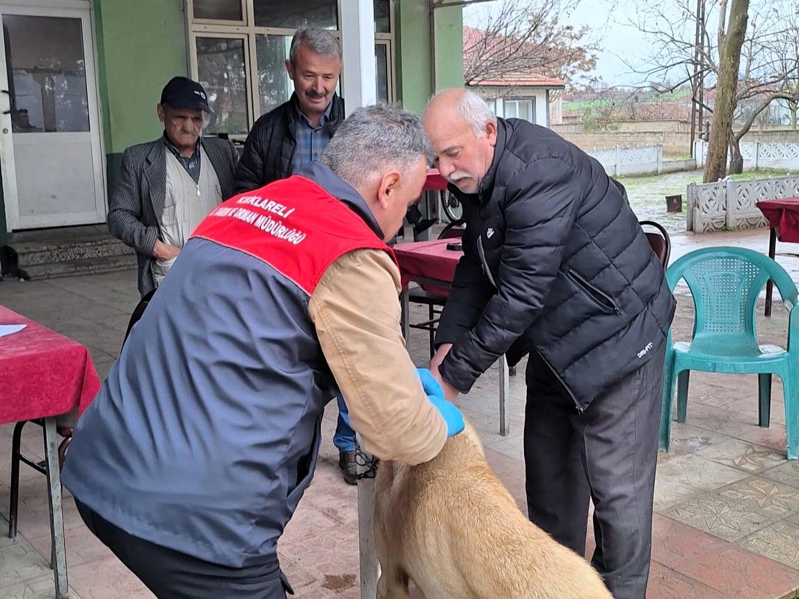 Mikroçip ve kuduz aşısı uygulamaları devam ediyor