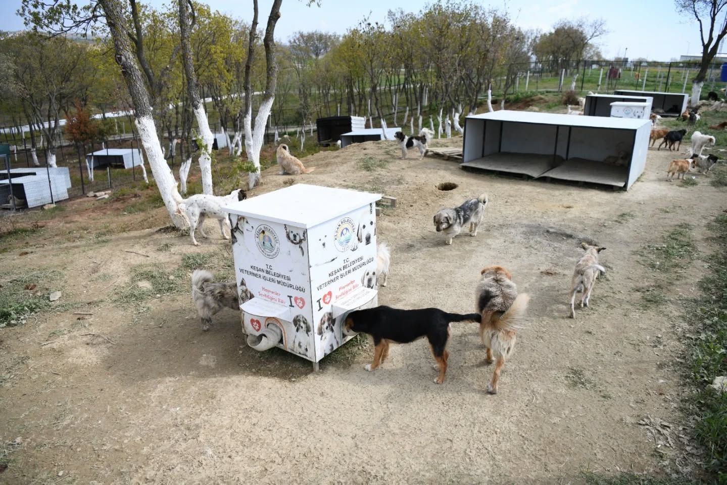 Belediye, 1 yılda 264 kedi ve 935 köpeği kısırlaştırdı