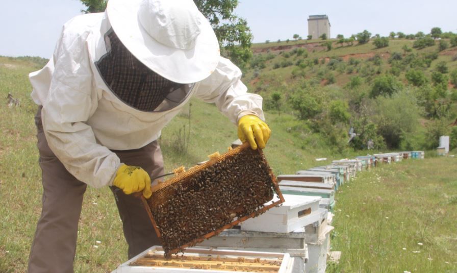 Büyükşehir, arıcılara malzeme desteğinde bulunacak