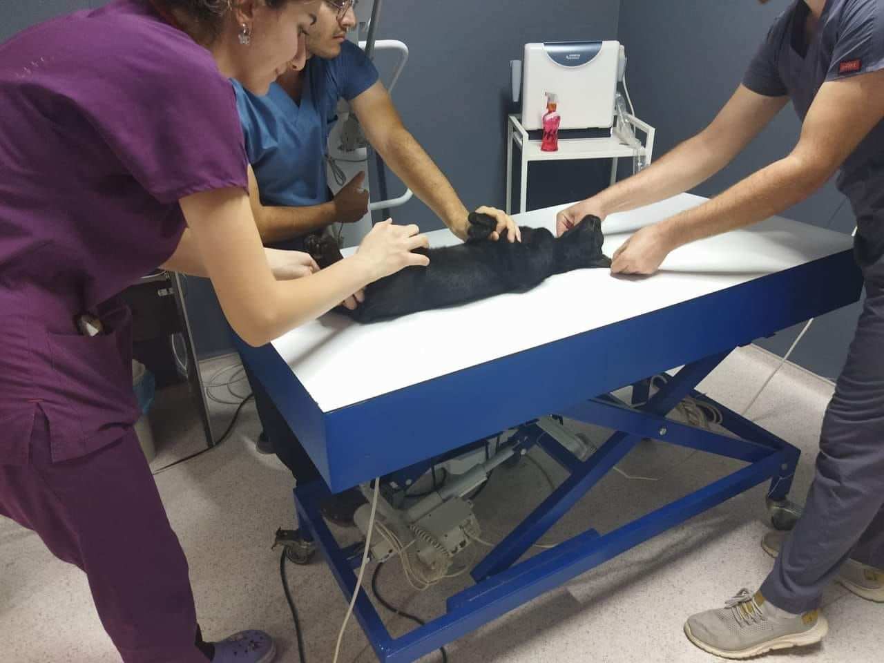 İpsala’da kan donduran olay! Katledilen kediler için adalet istiyor