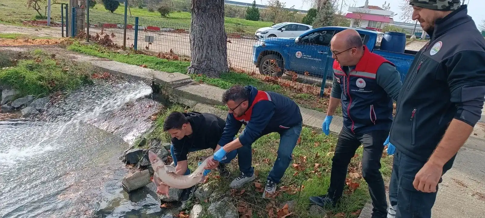 Meriç Nehri’nde yakalanan Mersin Balığı koruma altına alındı