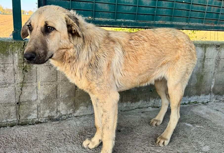 Sokak köpeğini iple sürükleyen belediye personeli, serbest bırakıldı