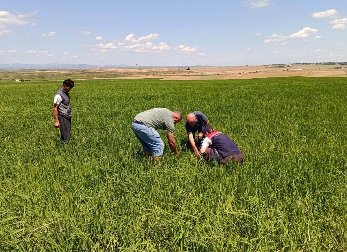 Dolunun zarar verdiği tarlalarda hasar tespiti yapılıyor