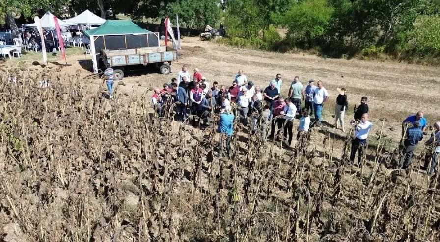 Çiftçilere yerli ve milli ayçiçeği tohumu tanıtıldı