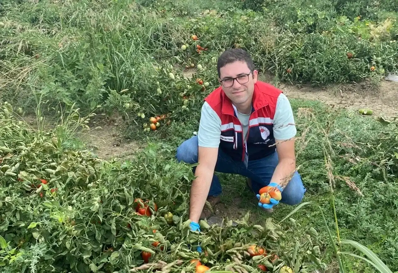 Hasat öncesi pestisit denetimi yapıldı