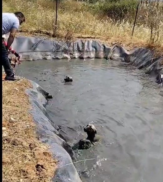 Kuyuda mahsur kalan 4 köpek, vatandaşların yardımıyla kurtarıldı