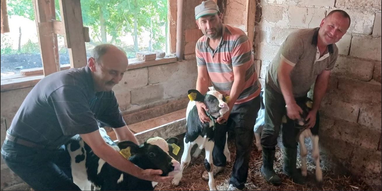 Edirne’de inek üçüz doğurdu