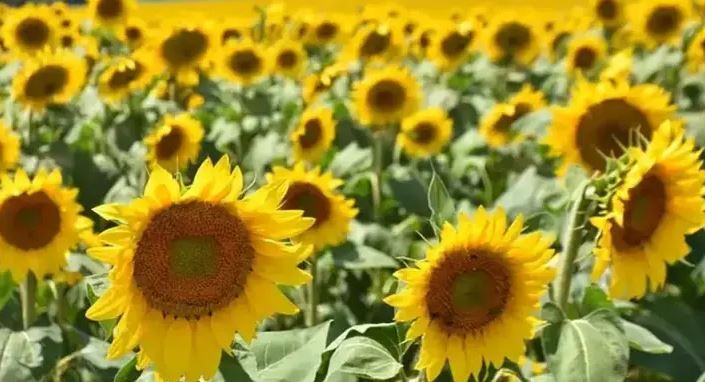 Yağlık ayçiçeği tohumu ve ham ayçiçeği yağı için tarife kontenjanı açıldı